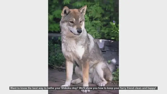 Video thumbnail for How to Bathe Your Shikoku Dog: Step-by-Step Guide