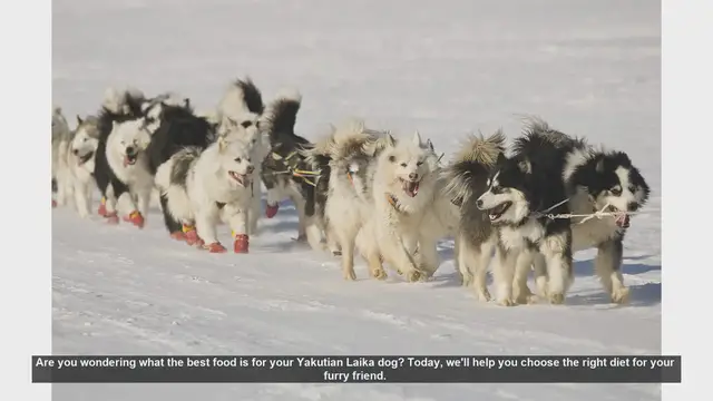 Video thumbnail for Best Diet for Your Yakutian Laika: Essential Tips