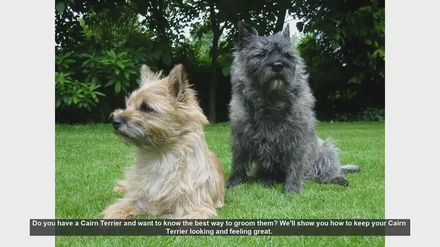 Video thumbnail for Essential Grooming Tips for Your Cairn Terrier