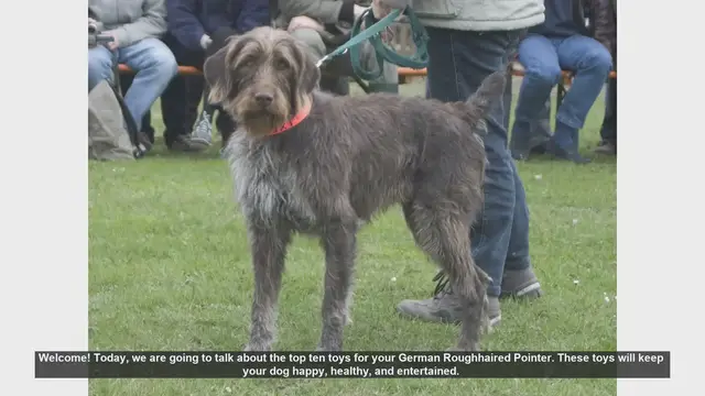 Video thumbnail for Top 10 Toys for Your German Roughhaired Pointer