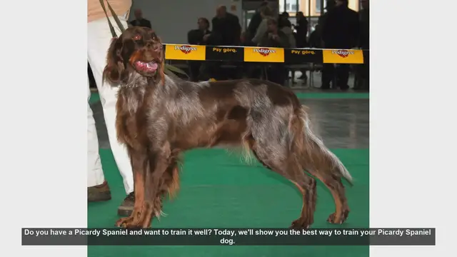 Video thumbnail for Effective Training Tips for Your Picardy Spaniel