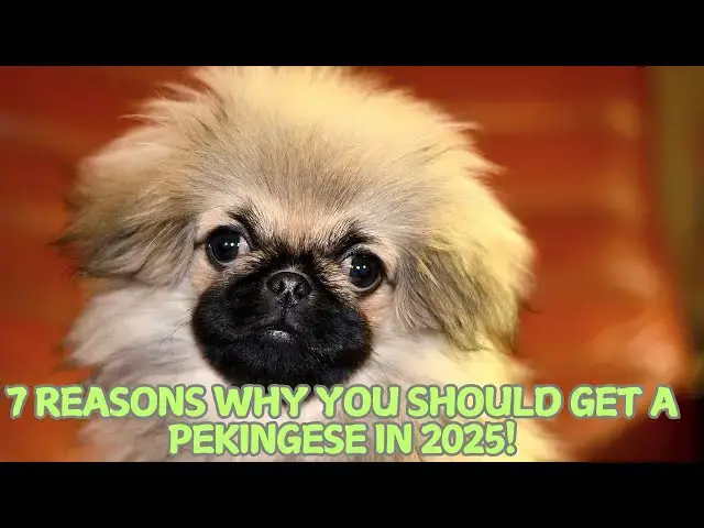 Video thumbnail for 7 Reasons Why You Should Get a Pekingese in 2025! 🐕✨