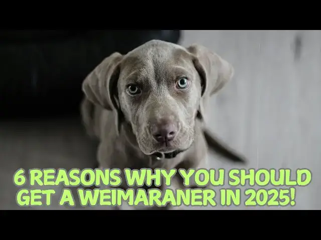 Video thumbnail for 6 Reasons Why You Should Get a Weimaraner in 2025! 🐕