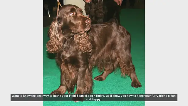 Video thumbnail for How to Bathe Your Field Spaniel: Step-by-Step Guide