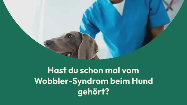 Video thumbnail for Wobbler-Syndrom beim Hund: Erkennen, Ursachen & Behandlung