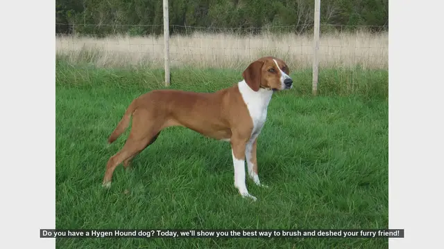 Video thumbnail for How to Brush and Deshed Your Hygen Hound: A Step-by-Step Guide