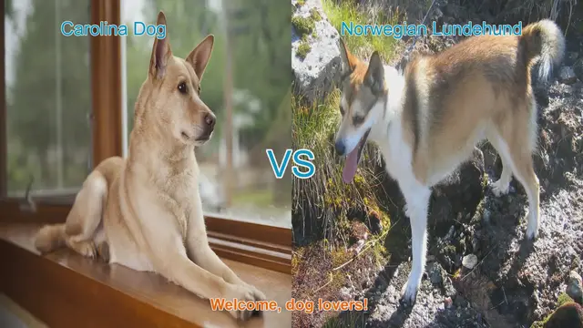 Video thumbnail for Carolina Dog vs. Norwegian Lundehund: A Comparative Guide