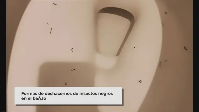 Video thumbnail for ▷ ¿Cómo deshacerse de los insectos negros en el baño? (13 maneras fáciles)