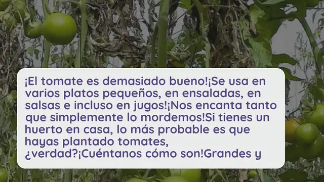 Video thumbnail for Mildiú velloso en tomate: cómo combatir el hongo con tratamientos naturales