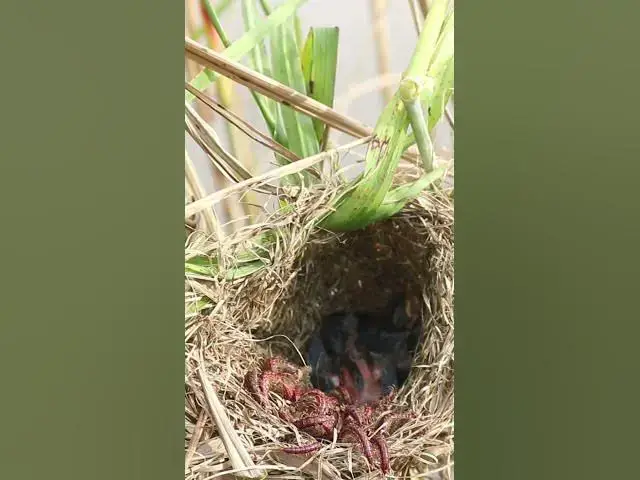 Video thumbnail for Babies Bird Cries Feed Eat (EP-76)  #birds #nature #birdfeeding #birdwatching