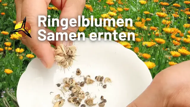 Video thumbnail for Ringelblumen: Samen ernten und lagern