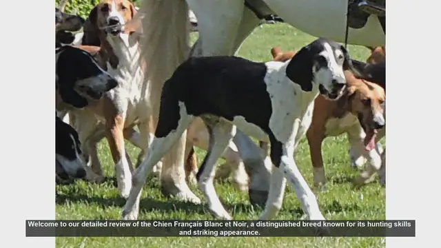 Video thumbnail for Chien Français Blanc et Noir: The Ultimate Hunting Companion