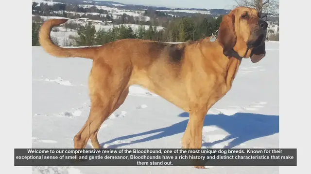 Video thumbnail for Bloodhound: The Ultimate Guide to This Unique Dog Breed