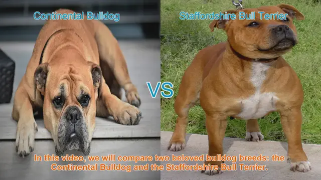 Video thumbnail for Comparing Continental Bulldog and Staffordshire Bull Terrier: A Comprehensive Guide