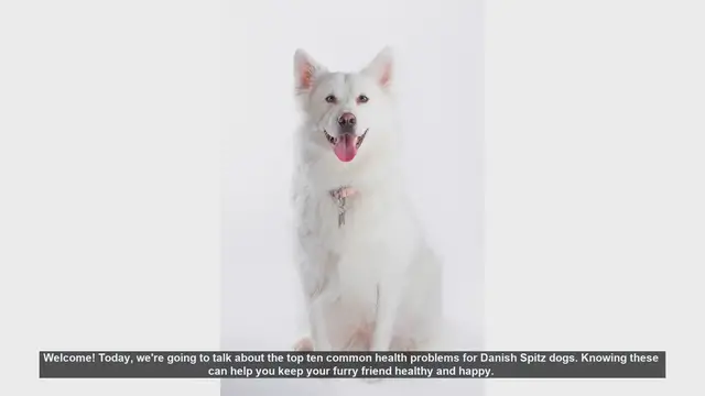 Video thumbnail for Top 10 Common Health Problems in Danish Spitz Dogs