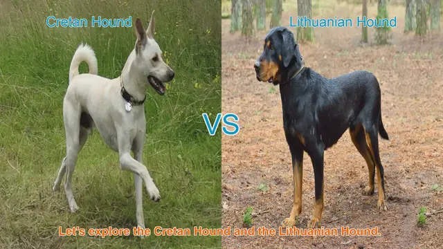 Video thumbnail for Exploring the Cretan Hound and Lithuanian Hound: A Detailed Comparison