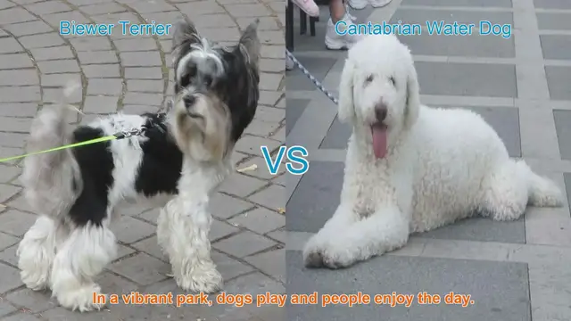 Video thumbnail for Comparing Biewer Terrier and Cantabrian Water Dog: A Comprehensive Guide