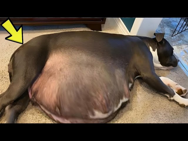 Video thumbnail for These Puppies Shouldn’t Be Alive — And The Vet Just Found Out Why