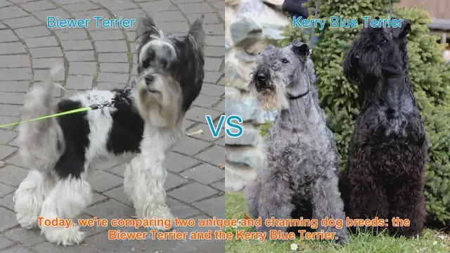 Video thumbnail for Biewer Terrier VS Kerry Blue Terrier