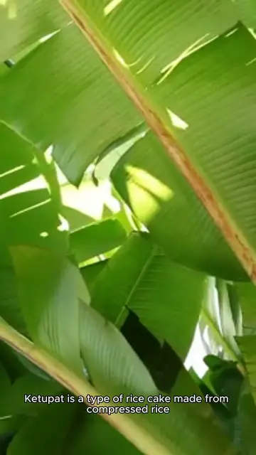 'Video thumbnail for ketupat recipe'