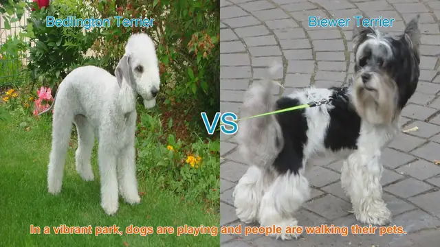 Video thumbnail for Bedlington Terrier vs. Biewer Terrier: A Charming Breed Comparison