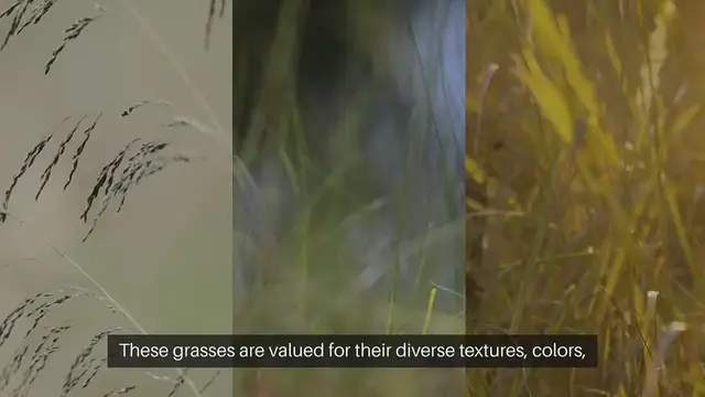 Video thumbnail for Ornamental Grasses