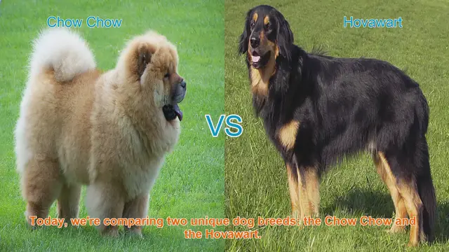 Video thumbnail for Chow Chow vs. Hovawart: A Comprehensive Comparison
