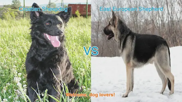 Video thumbnail for Croatian Sheepdog vs. East European Shepherd: A Comprehensive Breed Comparison