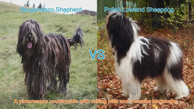 Video thumbnail for Comparing Bergamasco Shepherd and Polish Lowland Sheepdog: History, Characteristics, and Care