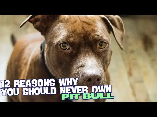 Video thumbnail for 12 Reasons Why You Should Never Own a Pit Bull 🐾