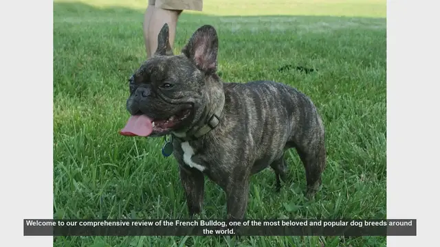 Video thumbnail for French Bulldog: The Ultimate Guide to This Beloved Breed