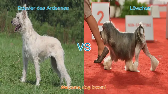 Video thumbnail for Bouvier des Ardennes vs. Löwchen: A Dog Breed Comparison