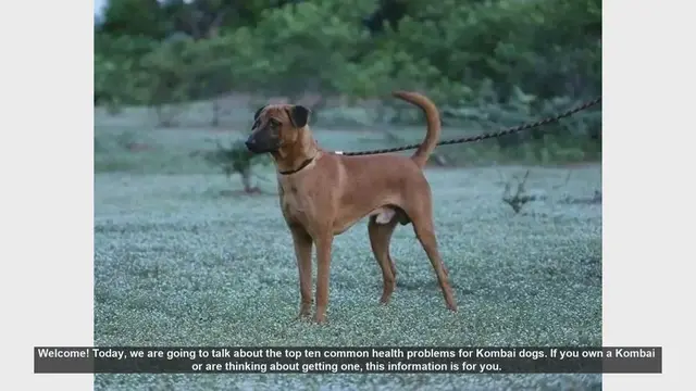 Video thumbnail for Top 10 Common Health Problems in Kombai Dogs