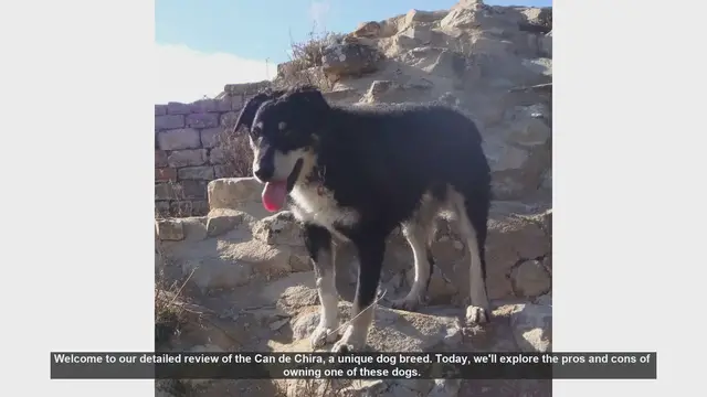 Video thumbnail for Can de Chira Dog Breed Review: Pros and Cons