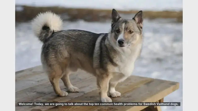Video thumbnail for Top 10 Common Health Problems in Swedish Vallhund Dogs