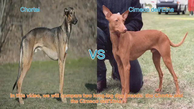 Video thumbnail for Comparing Chortai and Cirneco dell'Etna: Long-Leg Dog Breeds