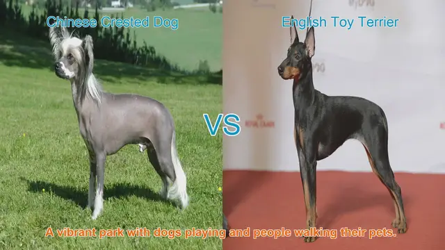 Video thumbnail for Exploring Unique Dog Breeds: Chinese Crested Dog vs. English Toy Terrier