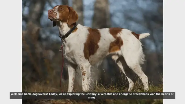 Video thumbnail for Brittany Dog Breed: Pros and Cons of Owning This Energetic Companion