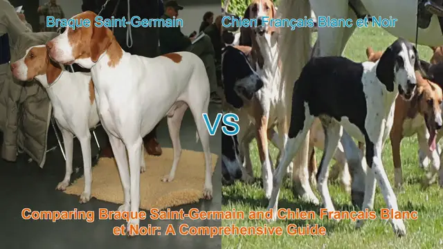 Video thumbnail for Comparing Braque Saint-Germain and Chien Français Blanc et Noir: A Comprehensive Guide