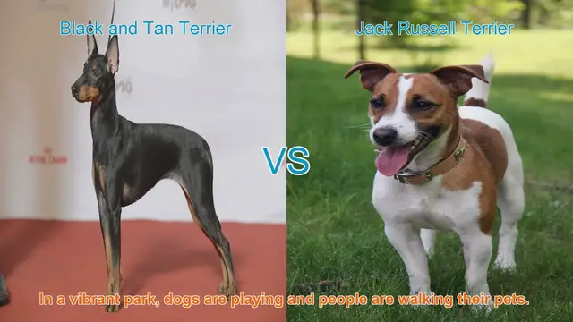 Video thumbnail for Comparing Black and Tan Terrier vs. Jack Russell Terrier: A Breed Comparison