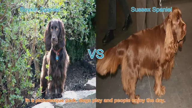 Video thumbnail for Boykin Spaniel vs. Sussex Spaniel: A Comparison of Beloved Spaniel Breeds