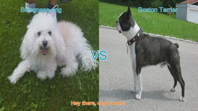 Video thumbnail for Bolognese Dog vs. Boston Terrier: Choosing the Perfect Family Pet