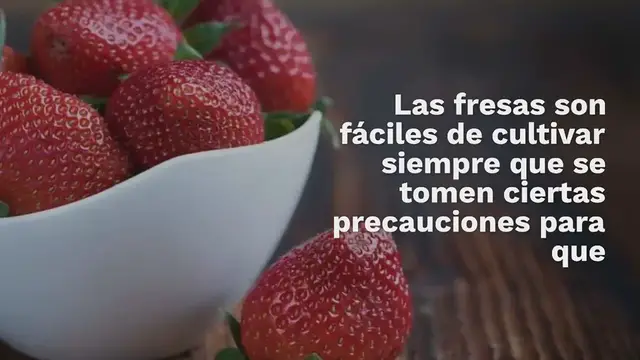 Video thumbnail for Protege tus fresas con estos trucos de jardinero: “wow”