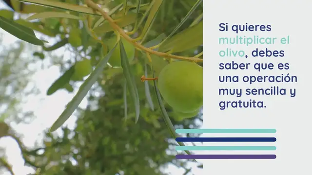 Video thumbnail for Olivo: aquí está el truco para multiplicarlo desde una rama, esto es lo que hay que hacer
