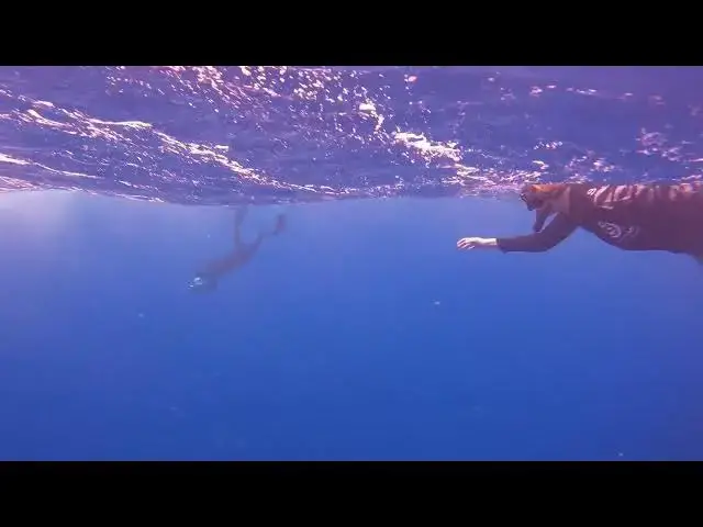'Video thumbnail for Shark Snorkel: Guide to Swimming with Sharks in HNL'