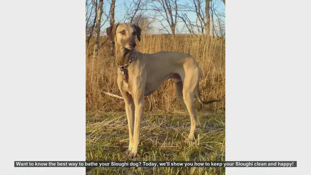 Video thumbnail for How to Bathe Your Sloughi Dog: Step-by-Step Guide
