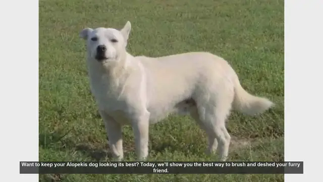Video thumbnail for How to Brush and Deshed Your Alopekis Dog: Step-by-Step Guide
