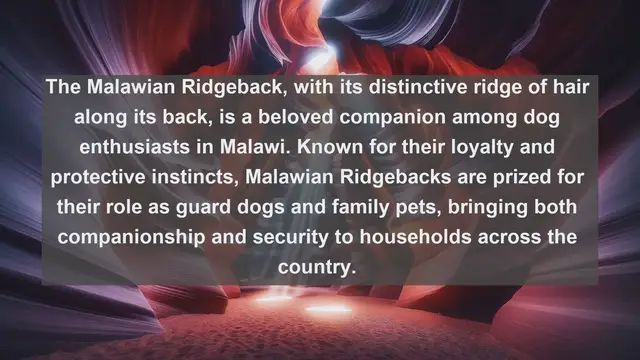 Video thumbnail for Exploring Malawi's Most Cherished Companions: Top 10 Favorite Pets Revealed