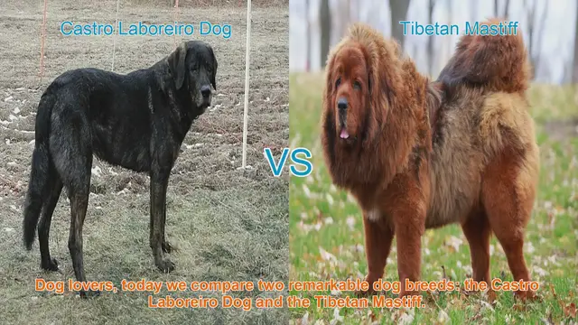 Video thumbnail for Comparing Castro Laboreiro Dog and Tibetan Mastiff: A Comprehensive Guide