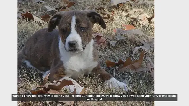 Video thumbnail for How to Bathe Your Treeing Cur Dog: Step-by-Step Guide
